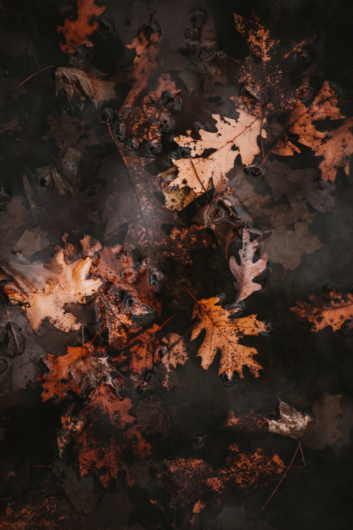 Leaf Doodles