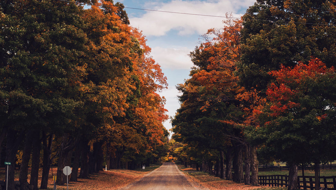 Autumn Habit Reset: A Cozy, Intentional Fresh Start for Fall (Perfectly Paired With Your 210‑Page Hyperlinked Digital Planner)
