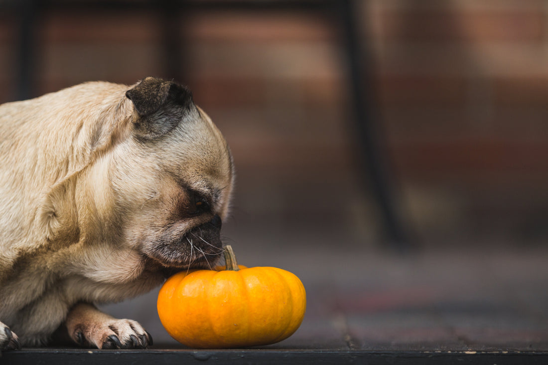 Pumpkin Doodles