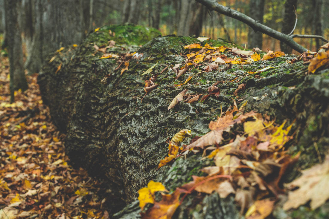 Woodland Doodles