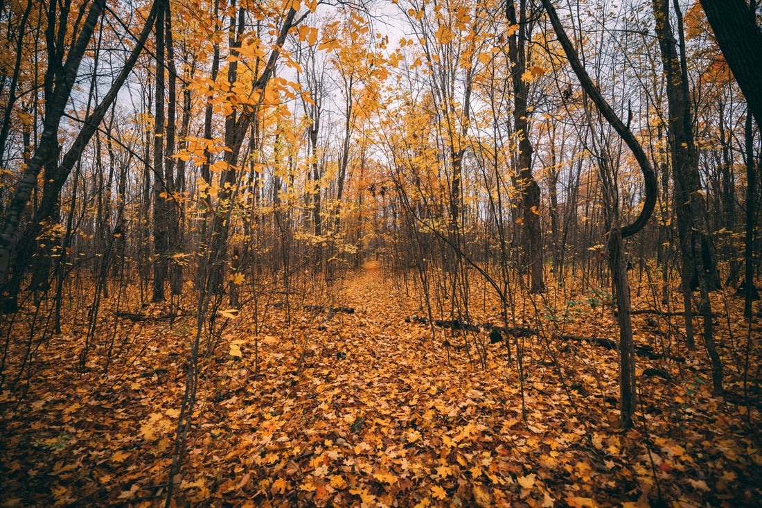 November Reset Routine: A Calm, Cozy Transition Into Year-End