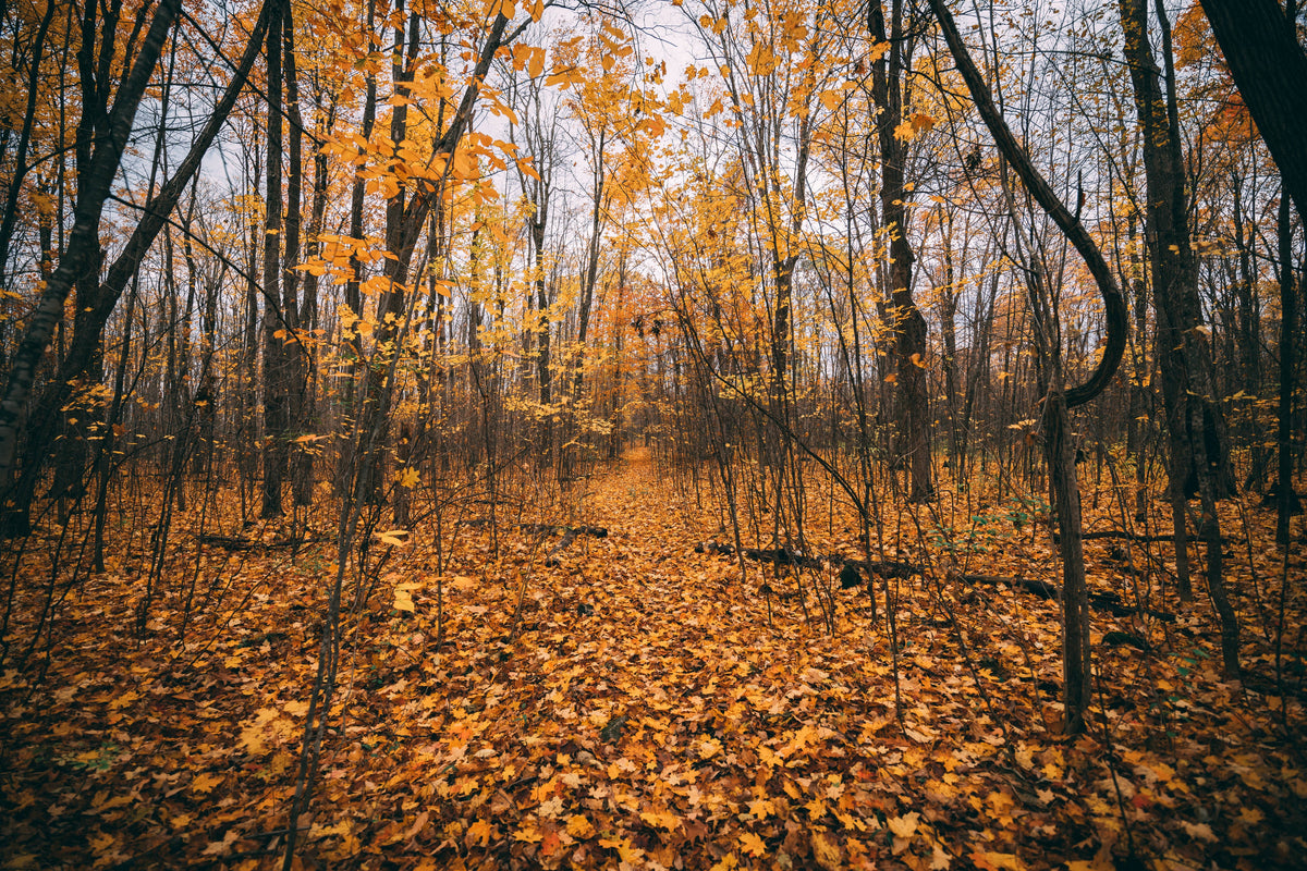 November Reset Routine: A Calm, Cozy Transition Into Year-End